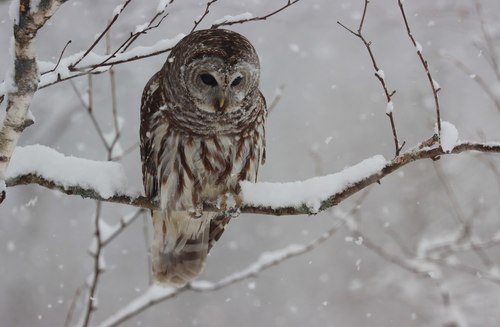 Barred Owl