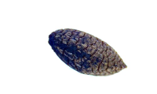 Leptorhabdos parviflora