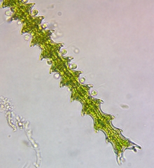 Triploceras gracile