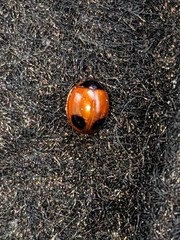 Exochomus marginipennis