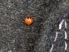 Exochomus marginipennis