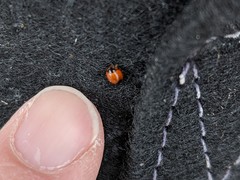 Exochomus marginipennis