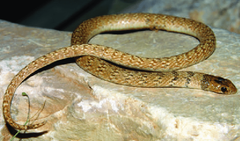 Crowned Dwarf Racer photo 1