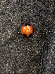 Exochomus marginipennis