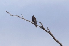 Accipiter striatus