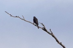 Accipiter striatus