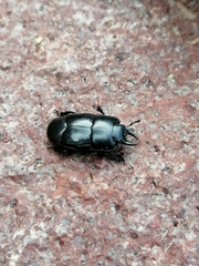 Hololepta