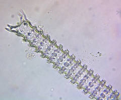 Triploceras verticillatum
