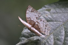 Limenitidini