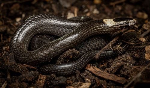 White-crowned Snake sighting