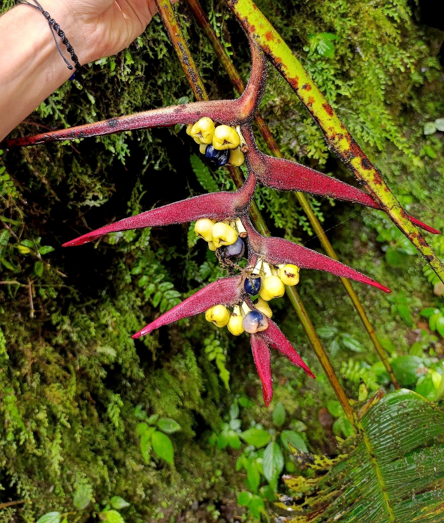 Heliconia virginalis