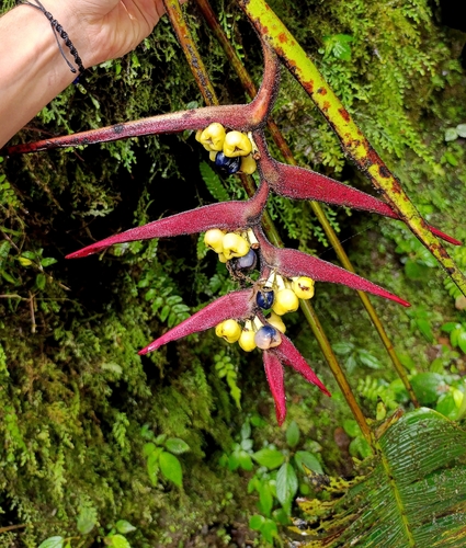 Heliconia virginalis