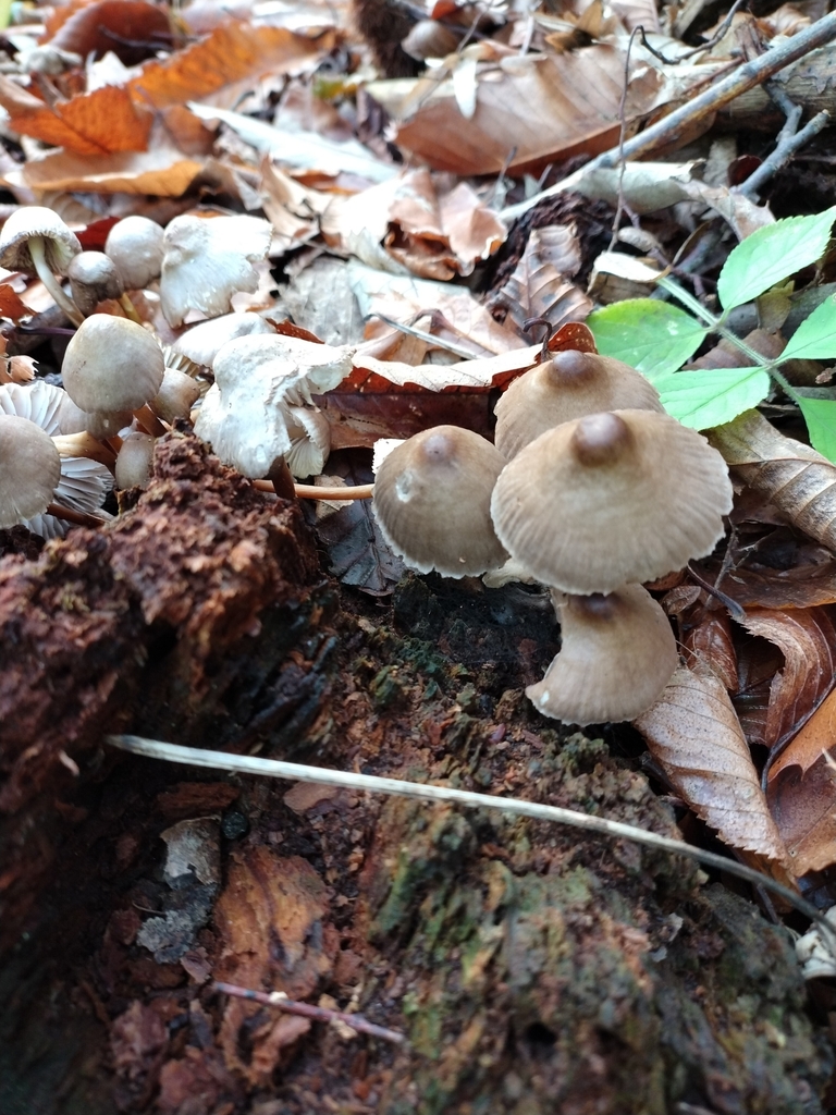 Mycena inclinata · December 2025 · photo: © chrisprocter (iNaturalist, cc-by)