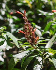 Justicia arborescens