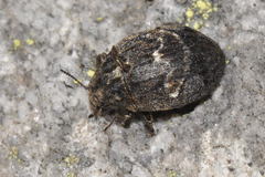 Byrrhus arietinus