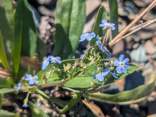 Jessica's stickseed (Hackelia micrantha)