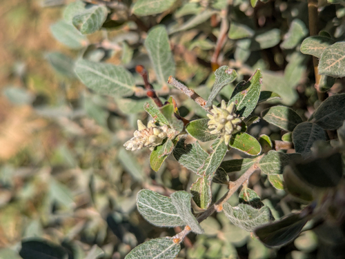 short-fruit willow (Salix brachycarpa)