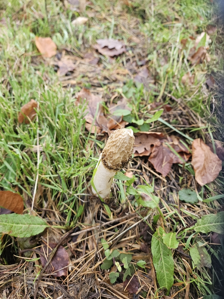 Phallus impudicus · December 2025 · photo: © jcp32 (iNaturalist, cc0)
