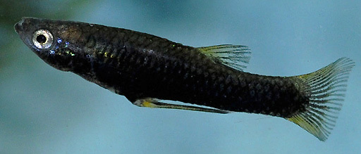 Sonora Topminnow