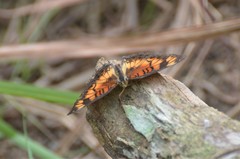 Junonia sophia sophia