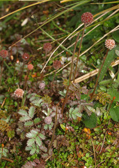 Acaena profundeincisa