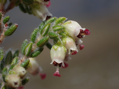 Heart Heath (Erica cordata)