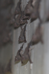 Emballonuridae