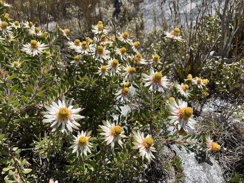 Langeberg Conebush (Leucadendron radiatum)