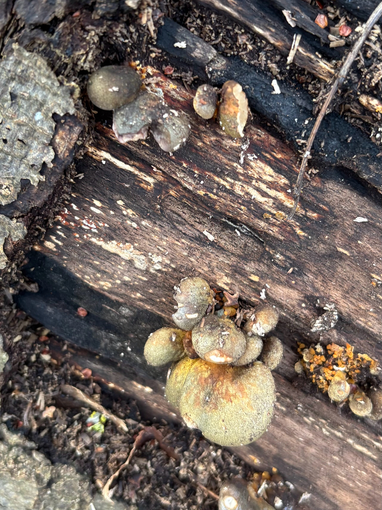 Sarcomyxa serotina · December 2025 · photo: © andreass1 (iNaturalist, cc-by)