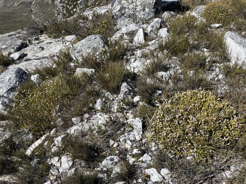 Langeberg Candlestick (Stilbe gymnopharyngia)