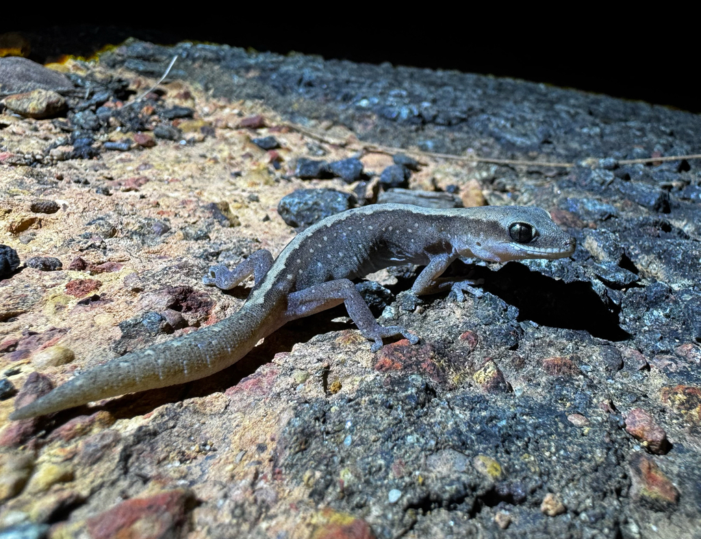 Box Stone Gecko Eastern Stone Gecko from Pipeline Trail, Heathcote, NSW, AU on December ...
