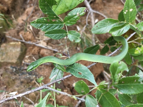 Chinese Green Snake