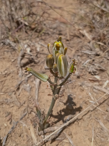 Albuca schoenlandii (Albuca schoenlandii)
