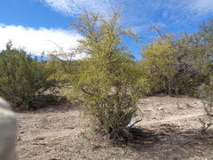 Forestiera durangensis