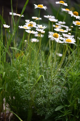 Oxeye, Daisy (Leucanthemum delarbrei)