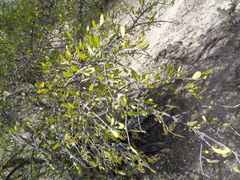 Forestiera durangensis