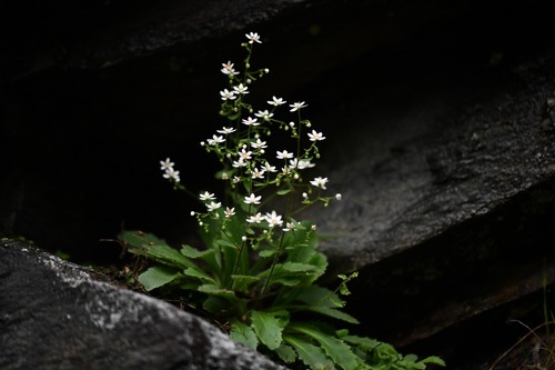 French saxifrage (Micranthes clusii)