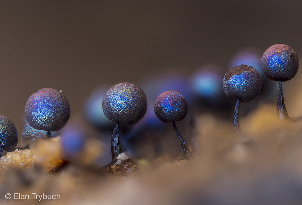 Lamproderma nigrescens