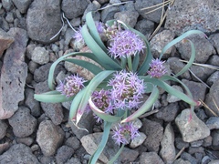 Allium platycaule