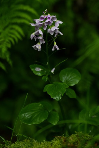 Cardamine raphanifolia (Cardamine raphanifolia)