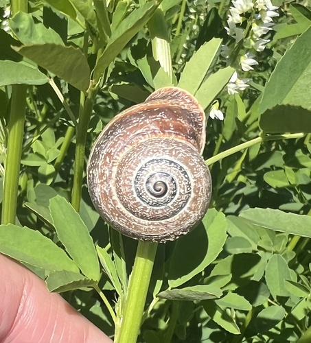 Otala punctata