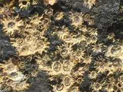 Chthamalus stellatus