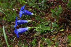 Gentiana ligustica, photograph (c) Flavien Saboureau, some rights reserved (CC BY)