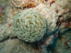 Fimbriaphyllia paraancora