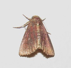 Condicinae