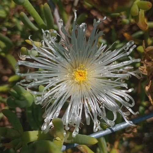 Brack-Veld Mesemb (Mesembryanthemum splendens)