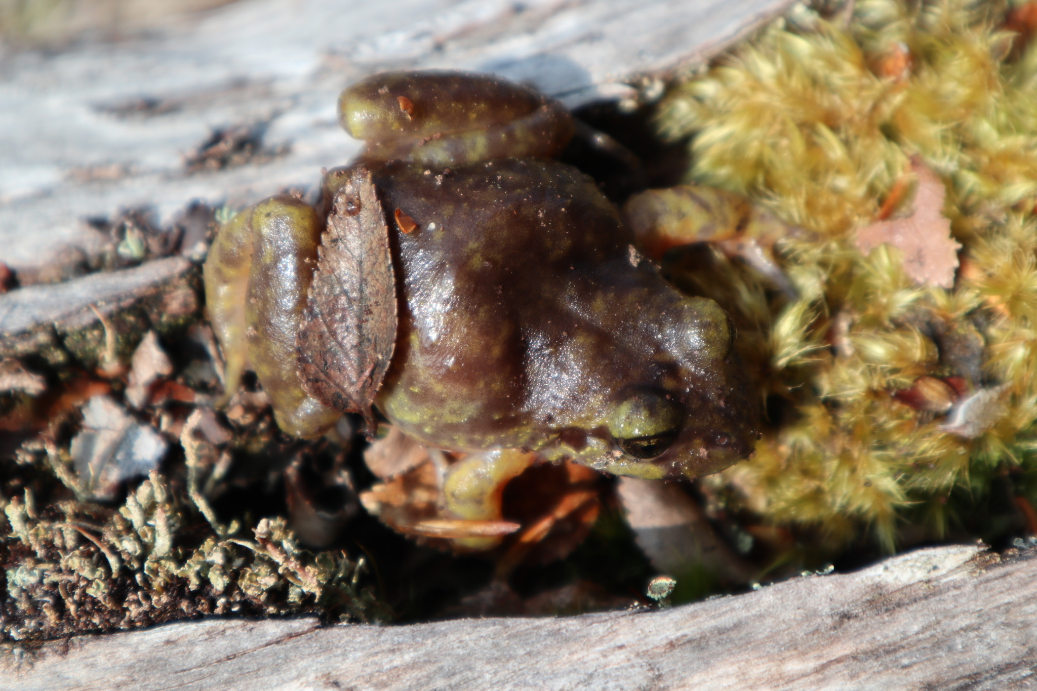 Eupsophus emiliopugini Formas, 1989