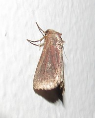 Condicinae