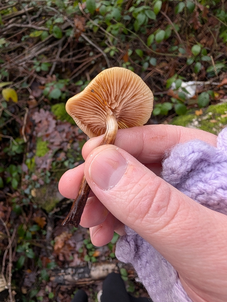 Kuehneromyces mutabilis · December 2025 · photo: © heather-hyfae (iNaturalist, cc-by)