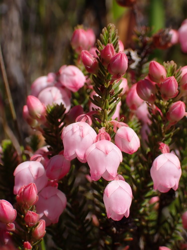 Erica inclusa
